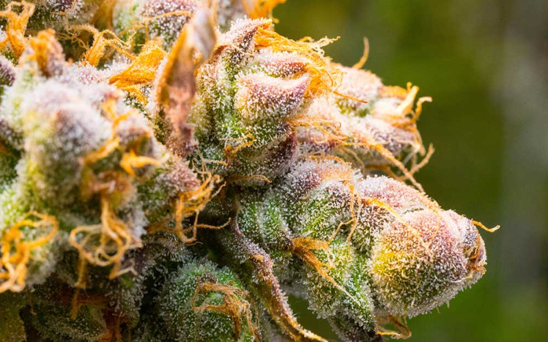 D-Limonen-reiches Cannabis reduzierte Paranoia-Effekt in Studie