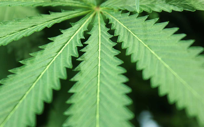 Auf- und Abwärtskräuseln von Cannabisblättern: Ursachen & Lösungen