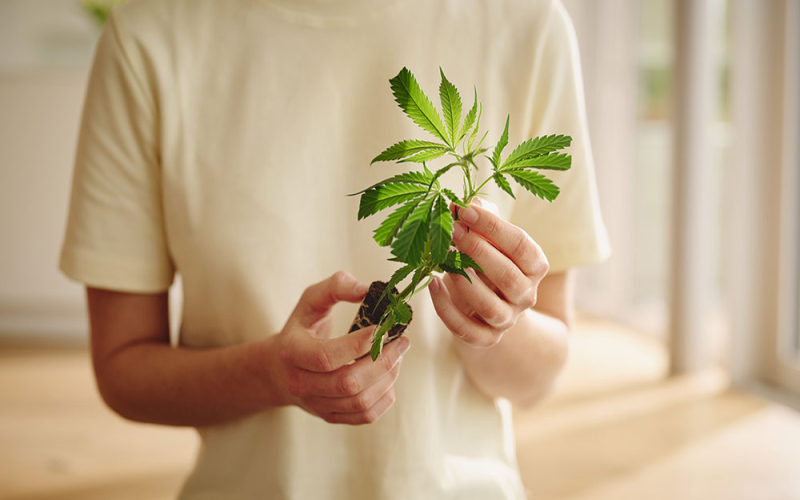 Warum Stecklinge der schnellste Weg zu einem erfolgreichen Grow sind!