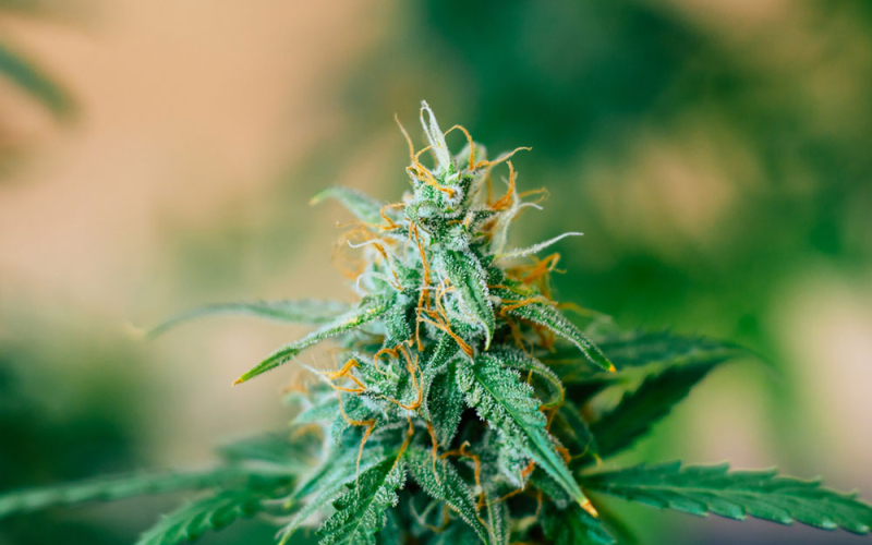 6 Probleme, die auftreten können, während Cannabis blüht