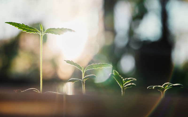 5 typische Probleme in der Sämlingsphase und wie Du sie behebst