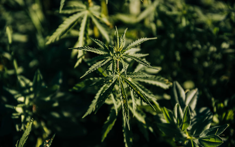 Cannabis Sativa und Indica: Was sind die Unterschiede?