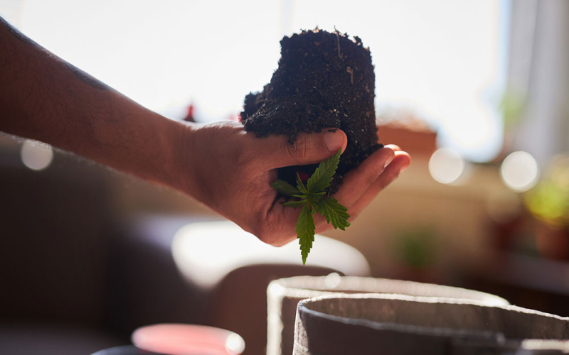 Wurzelfäule bei Cannabis: Ursachen, Warnsignale & Behandlung