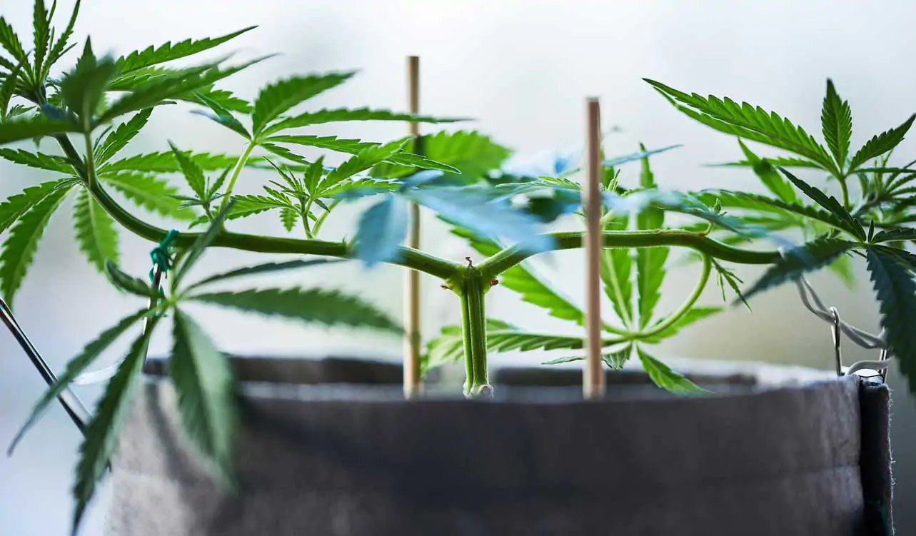 Cannabis beschneiden: Die Low-Stress-Technik