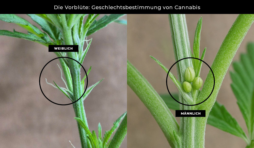 Die Vorblüte: Geschlechtsbestimmung von Cannabis