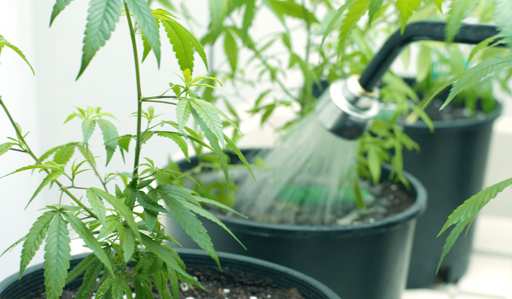 Einrollende Blätter durch falsche Bewässerung