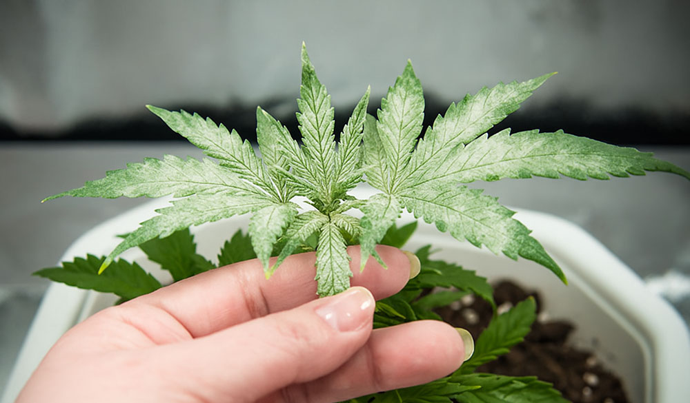 Was passiert, wenn eine Cannabispflanze vom Mehltau befallen wird?