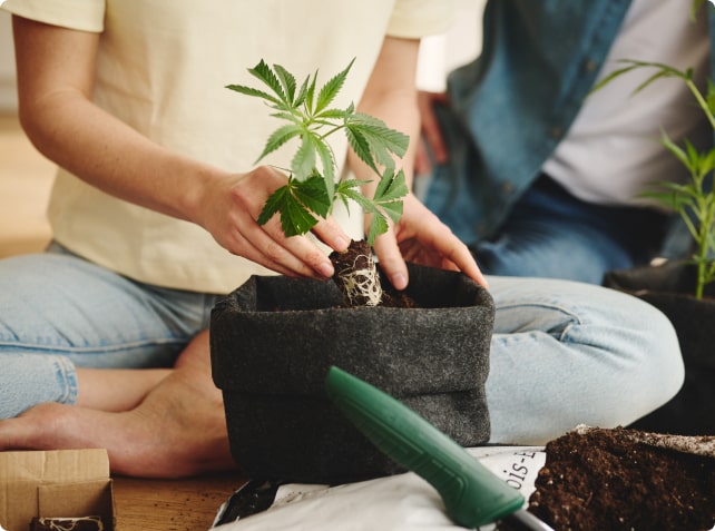 Jungpflanze wird eingetopft