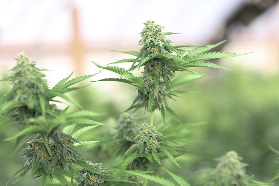 Nährstoffreichen Cannabis Dünger kaufen