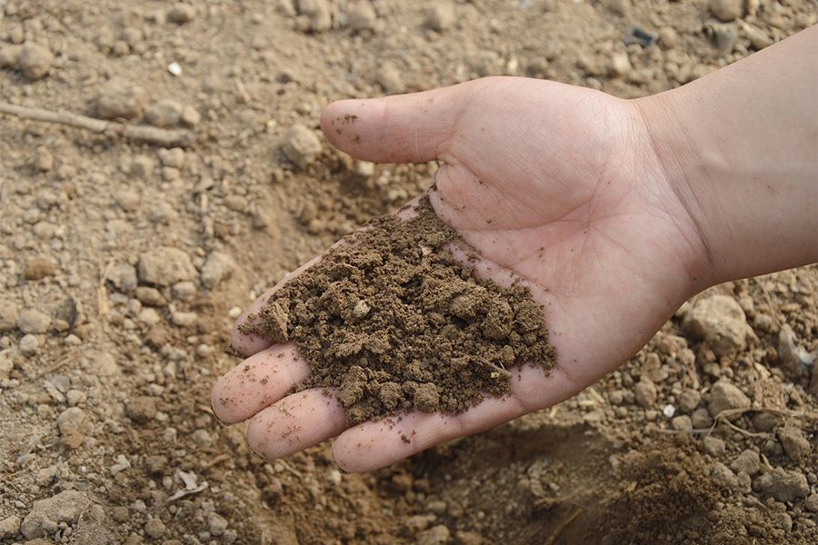 Die Auswahl der perfekten Cannabis Erde zum growen