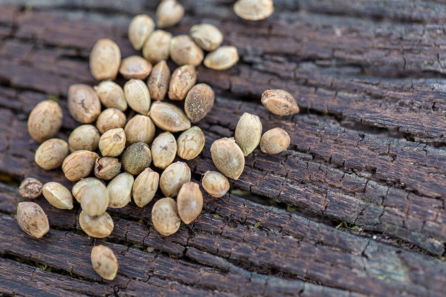 Vorteile von feminisierten Samen