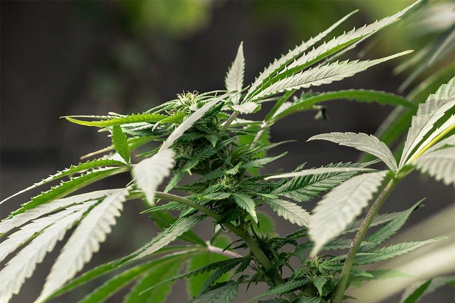 Hochwertige Growbox kaufen