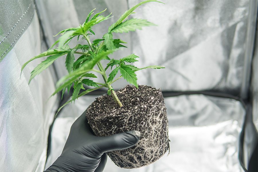 Expertentipps zur leichteren Auswahl der passenden Growbox