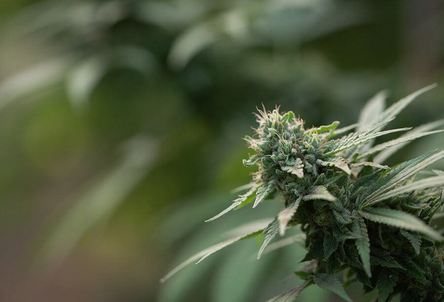 Growbox Komplettset kaufen