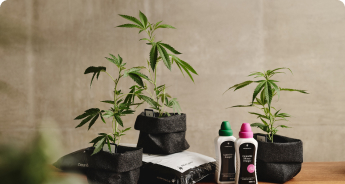 Cannabis Anbau Indoor Rundum Sorglos Paket Cannabis Anbau Indoor Rundum Sorglos Paket